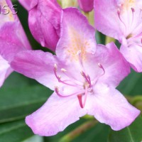 Rhododendron